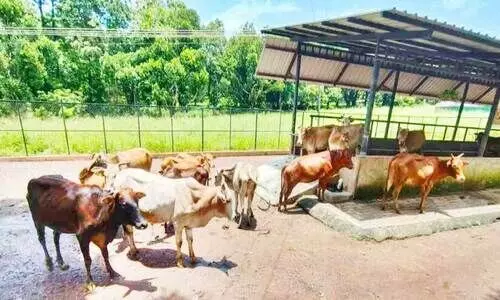 ഇവിടെയുണ്ട് വെച്ചൂർ പശു; ഒന്നല്ല 43