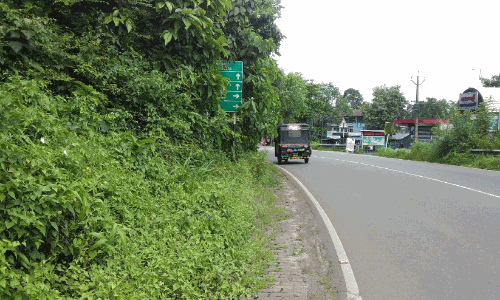 ദേശീയപാതയിൽ കാട് ഭീഷണിയാകുന്നു