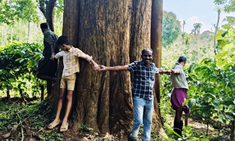 ഇതാ, നാട്ടിലെ ഏറ്റവും വലിയ വീട്ടിമരം