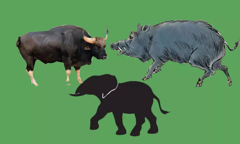 നടപടി സ്വീകരിക്കാതെ വനം വകുപ്പ്; കോന്നിയിൽ ഉറക്കംകെടുത്തി വന്യമൃഗങ്ങൾ