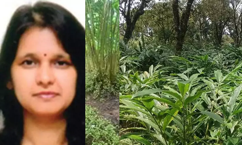 നെല്ലിത്താനം എസ്റ്റേറ്റ്: പാട്ട വ്യവസ്ഥയിൽ പ്ലാൻറേഷൻ കോർപ്പറേഷന് കൈമാറാൻ ഉത്തരവ് നെല്ലിത്താനം എസ്റ്റേറ്റ്: പാട്ട വ്യവസ്ഥയിൽ പ്ലാൻറേഷൻ കോർപ്പറേഷന് കൈമാറാൻ ഉത്തരവ്