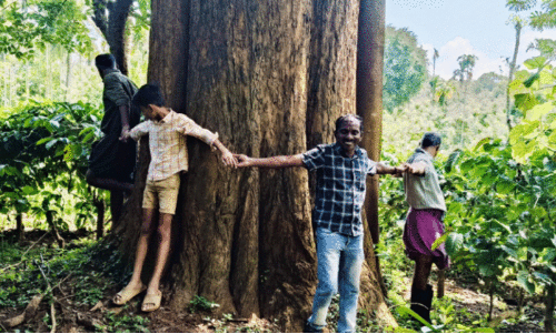 ഇതാ, നാട്ടിലെ ഏറ്റവും വലിയ വീട്ടിമരം ഇതാ, നാട്ടിലെ ഏറ്റവും വലിയ വീട്ടിമരം