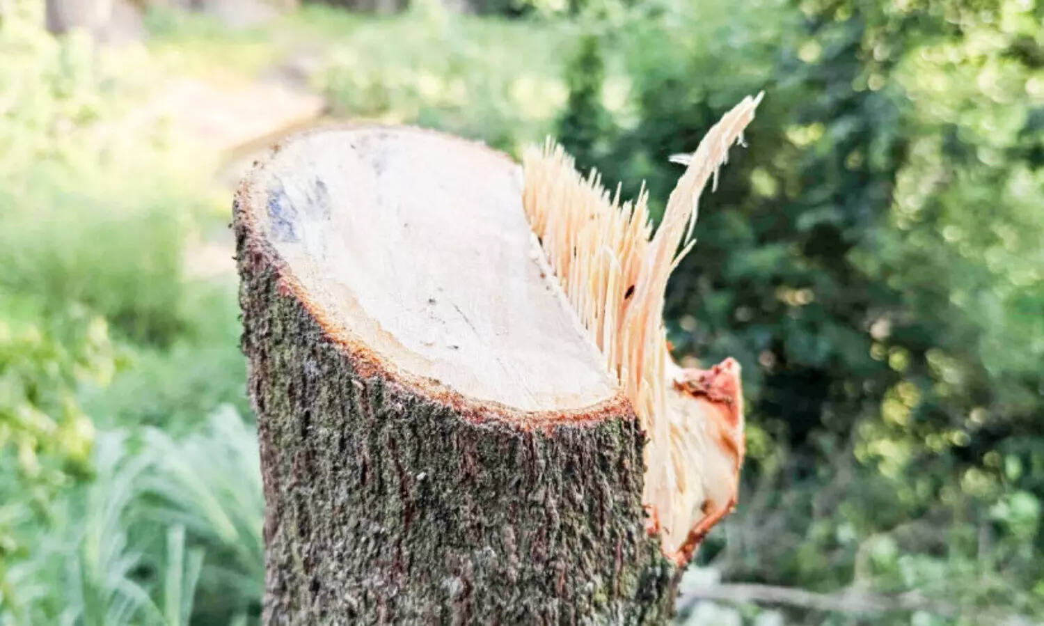 കെ.എസ്.ഇ.ബി ഭൂമിയിൽനിന്ന്​ ചന്ദനമരം മുറിച്ചുകടത്താൻ ശ്രമം