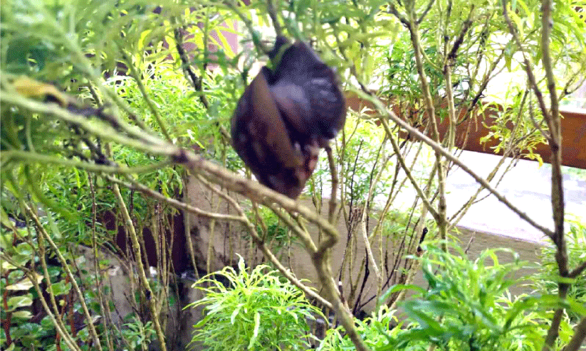 ചാലക്കരയിൽ ആഫ്രിക്കൻ ഒച്ച്​ ശല്യം