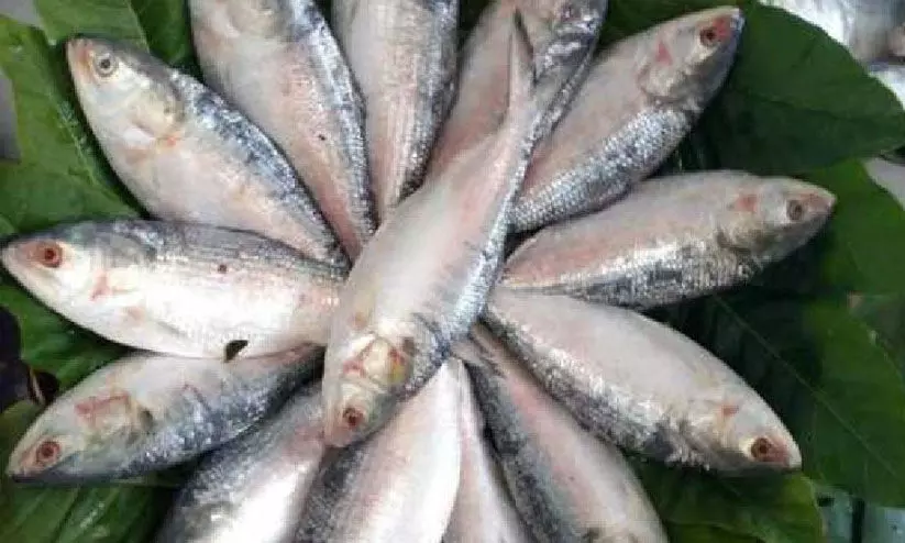 ദുർഗാപൂജക്ക് ബംഗ്ലാദേശിന്റെ സമ്മാനം: ബംഗാളിലേക്ക് 3,000 ടൺ ‘ഹിൽസ’ കയറ്റുമതി ചെയ്യാൻ ഇടക്കാല സർക്കാർ ദുർഗാപൂജക്ക് ബംഗ്ലാദേശിന്റെ സമ്മാനം: ബംഗാളിലേക്ക് 3,000 ടൺ ‘ഹിൽസ’ കയറ്റുമതി ചെയ്യാൻ ഇടക്കാല സർക്കാർ