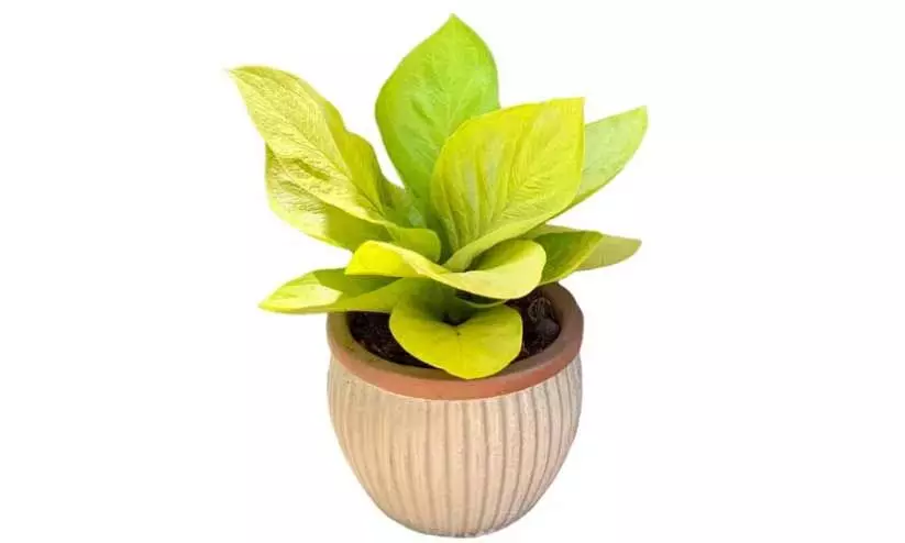 Anthurium Genmoney Golden Anthurium Genmoney Golden