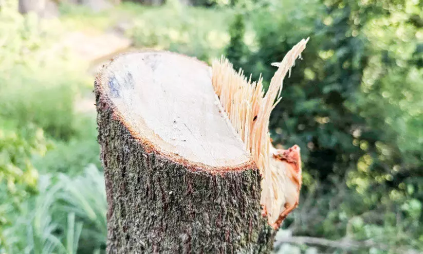 കെ.എസ്.ഇ.ബി ഭൂമിയിൽനിന്ന് ചന്ദനമരം മുറിച്ചുകടത്താൻ ശ്രമം കെ.എസ്.ഇ.ബി ഭൂമിയിൽനിന്ന് ചന്ദനമരം മുറിച്ചുകടത്താൻ ശ്രമം