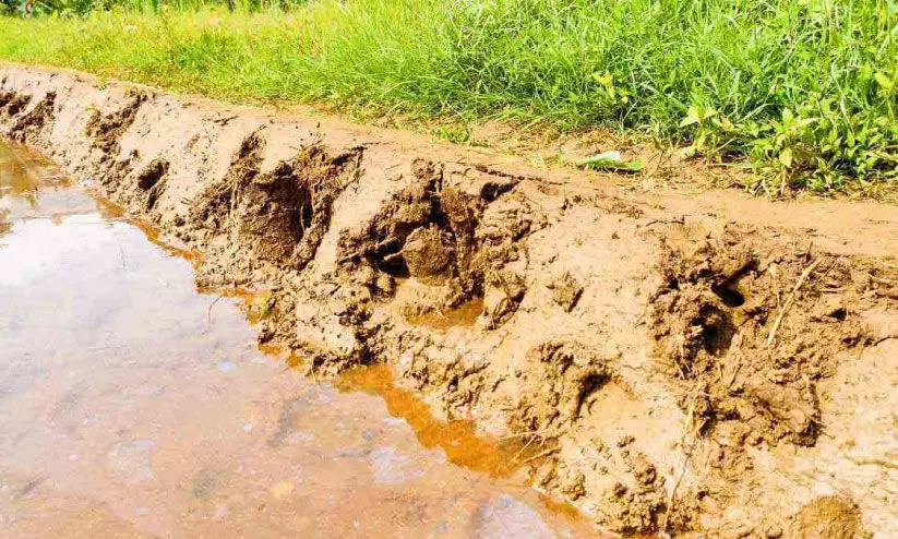 പ​ന്നി​ശ​ല്യം രൂ​ക്ഷം; കൃ​ഷി ഉ​പേ​ക്ഷി​ച്ച് ക​ർ​ഷ​ക​ർ