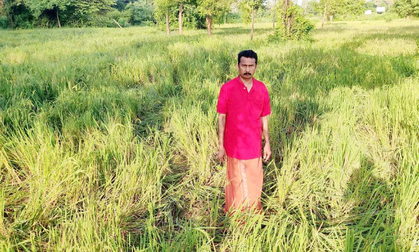 കഞ്ചിക്കോട് മേഖലയിൽ വീണ്ടും കാട്ടാനക്കൂട്ടം കഞ്ചിക്കോട് മേഖലയിൽ വീണ്ടും കാട്ടാനക്കൂട്ടം