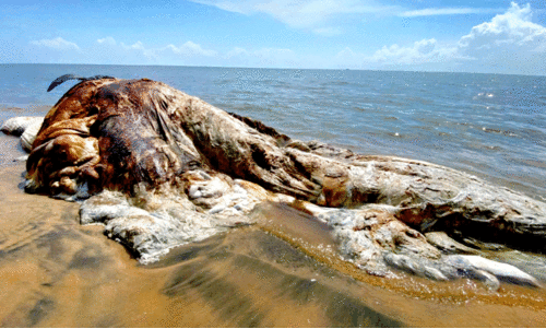 ചാവക്കാട് ബീച്ചിൽ തിമിംഗലത്തിന്റെ ജഡം കരക്കടിഞ്ഞു
