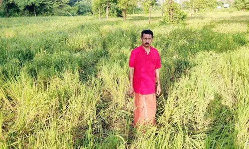 കഞ്ചിക്കോട് മേഖലയിൽ വീണ്ടും കാട്ടാനക്കൂട്ടം