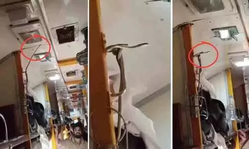 AC ducts of train coaches, a venomous snake was spotted