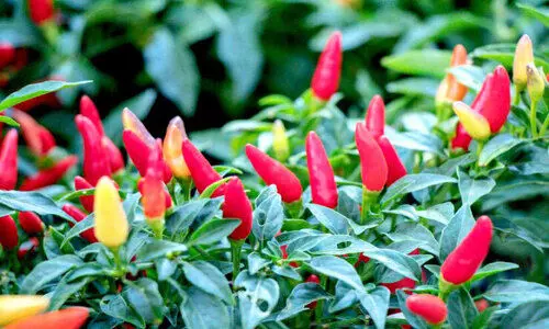 കണ്ണ് നനയിച്ച് കാന്താരി