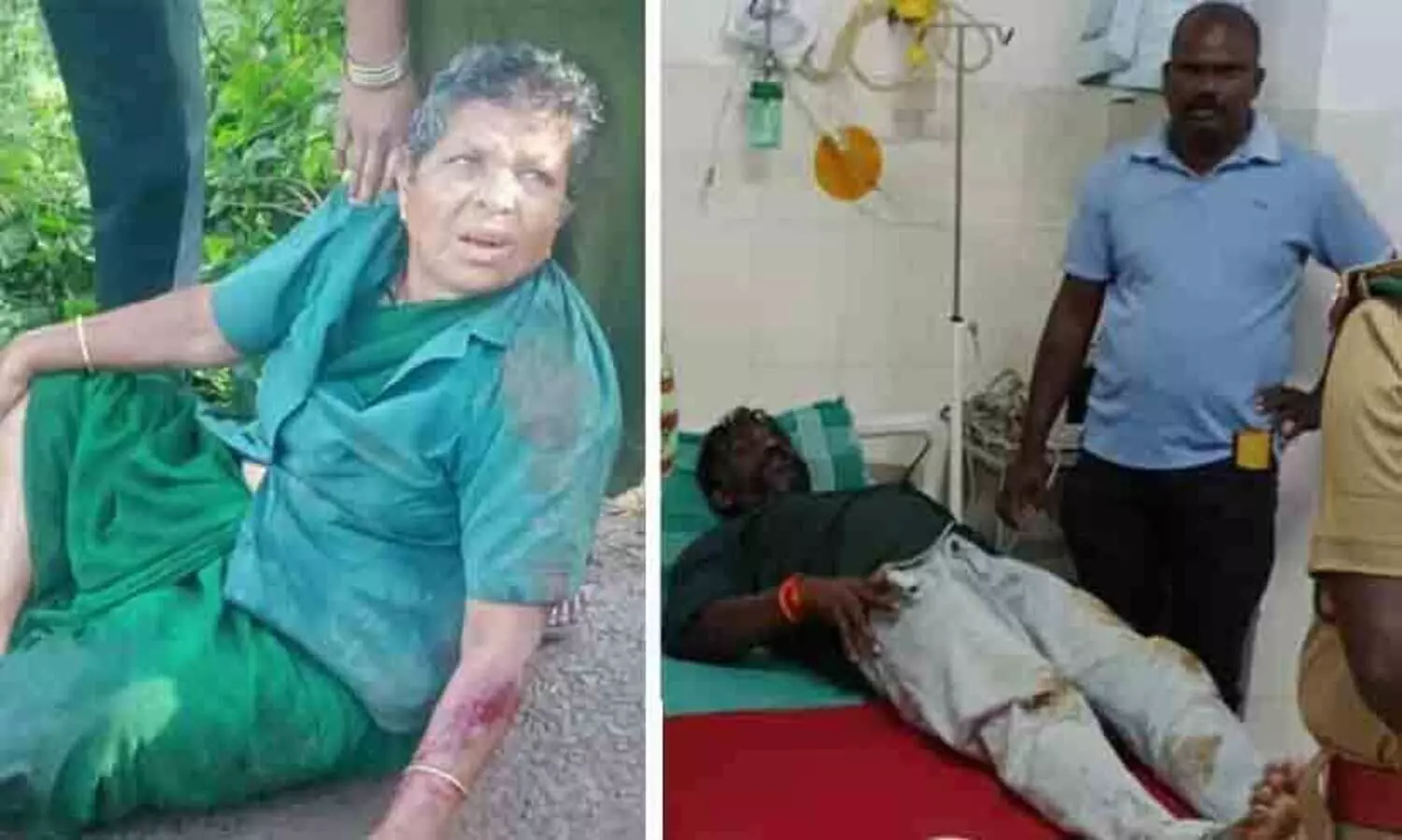 wild elephant attack