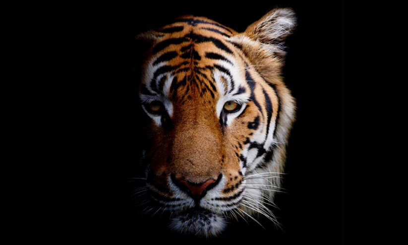 വടക്കനാട് കടുവഭീതി ഒഴിയുന്നില്ല; കൂടുമായി വനംവകുപ്പിന്റെ കാത്തിരിപ്പ് വടക്കനാട് കടുവഭീതി ഒഴിയുന്നില്ല; കൂടുമായി വനംവകുപ്പിന്റെ കാത്തിരിപ്പ്