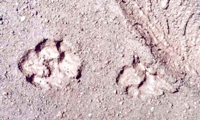 പുലിയുടേതിനു സമാനമായ കാൽപാടുകൾ കണ്ടെത്തി പുലിയുടേതിനു സമാനമായ കാൽപാടുകൾ കണ്ടെത്തി