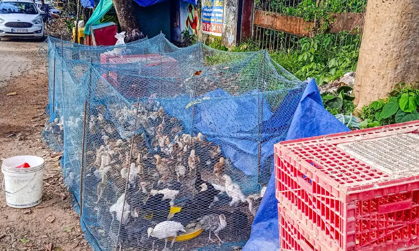 illegal sale of Chicken and ducklings