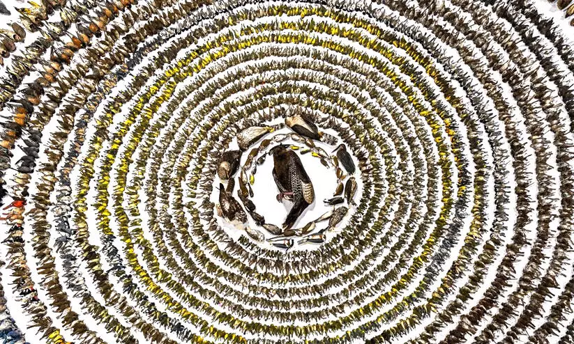 birds 67564 birds 67564