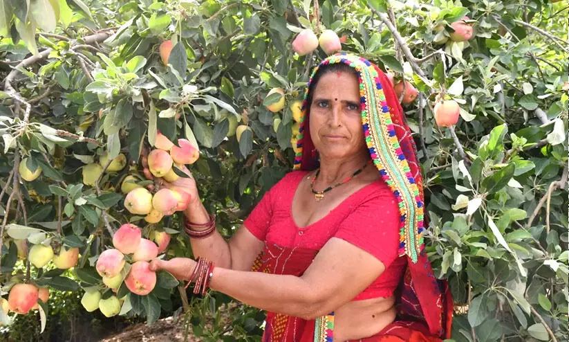 rajasthan apple 98
