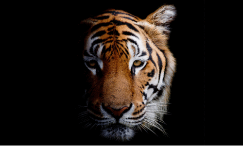 വ​ട​ക്ക​നാ​ട് ക​ടു​വ​ഭീ​തി ഒ​ഴി​യു​ന്നി​ല്ല; കൂ​ടു​മാ​യി വ​നം​വ​കു​പ്പി​ന്റെ കാ​ത്തി​രി​പ്പ്