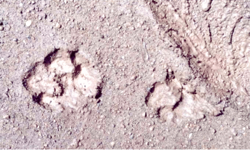 പുലിയുടേതിനു സമാനമായ കാൽപാടുകൾ കണ്ടെത്തി പുലിയുടേതിനു സമാനമായ കാൽപാടുകൾ കണ്ടെത്തി