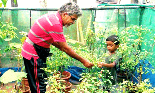 ജൈവകൃഷിയിൽ വിസ്മയം തീർത്ത് സൈനുദ്ദീൻ