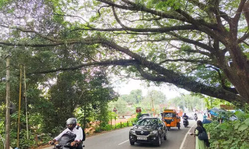 dangerous shade tree