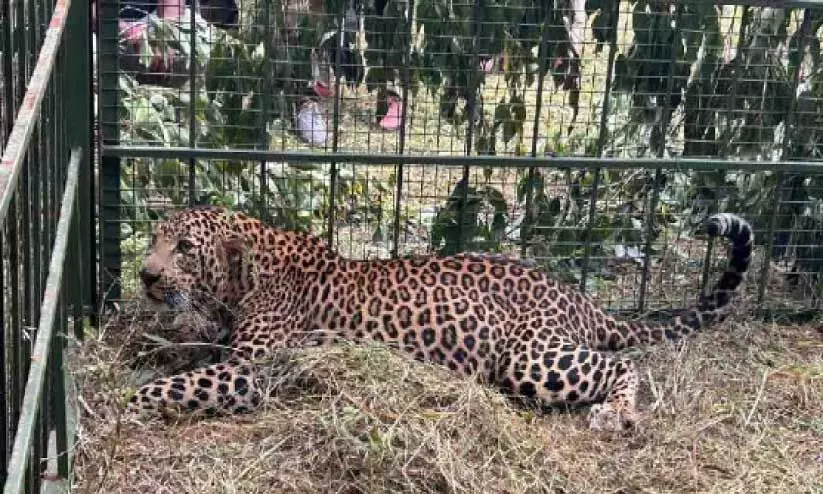 ഇ​ല​ക്ട്രോ​ണി​ക് സി​റ്റി മേ​ഖ​ല​യി​ലി​റ​ങ്ങി​യ പു​ലി പി​ടി​യി​ൽ