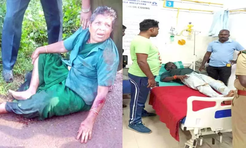 മൂന്നാറിൽ കാട്ടാന ആക്രമണം; രണ്ട്തൊഴിലാളികൾക്ക് പരിക്ക് മൂന്നാറിൽ കാട്ടാന ആക്രമണം; രണ്ട്തൊഴിലാളികൾക്ക് പരിക്ക്