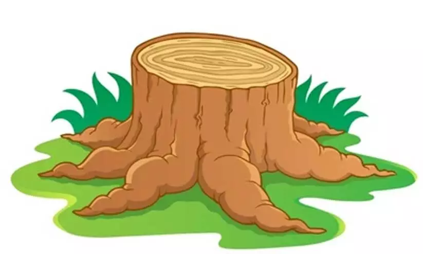 കൊച്ചി-ധനുഷ്കോടി ദേശീയപാത; മരം മുറിച്ചില്ല; ഡി.എഫ്.ഒയെ രക്ഷിച്ച് കലക്ടർ കൊച്ചി-ധനുഷ്കോടി ദേശീയപാത; മരം മുറിച്ചില്ല; ഡി.എഫ്.ഒയെ രക്ഷിച്ച് കലക്ടർ