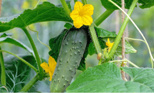 cucumber