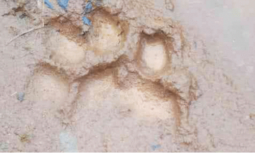 കടുവഭീതിയിൽ അയിനാറ്റിലുകാർ