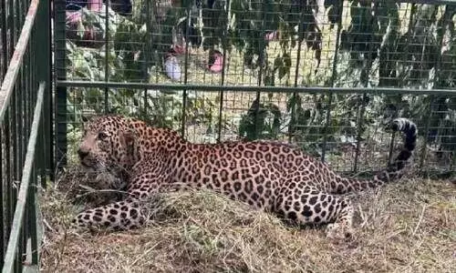 ഇ​ല​ക്ട്രോ​ണി​ക് സി​റ്റി മേ​ഖ​ല​യി​ലി​റ​ങ്ങി​യ പു​ലി പി​ടി​യി​ൽ