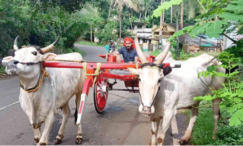 കാലം മാറിയിട്ടും കാളവണ്ടി യാത്ര കൈവിടാതെ ആരിഫ്
