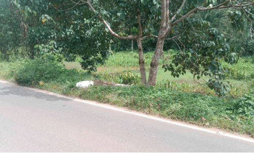 റോഡരികിൽ മാലിന്യം തള്ളുന്നു; ദുർഗന്ധം രൂക്ഷം