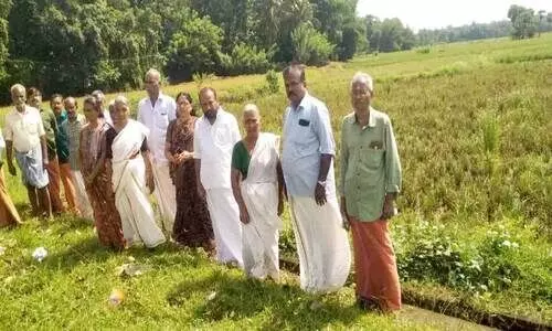 നെല്ലിന് രോഗം; 130 ഏക്കർ കൃഷി ഉപേക്ഷിക്കുന്നു നെല്ലിന് രോഗം; 130 ഏക്കർ കൃഷി ഉപേക്ഷിക്കുന്നു