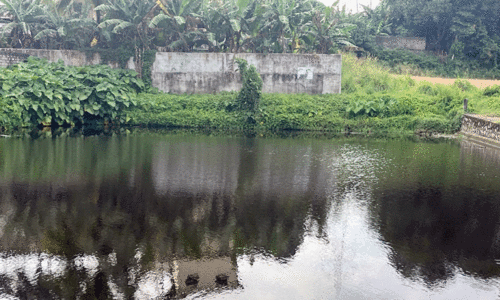 കിള്ളി വലിയകുളം അവഗണനയിൽ