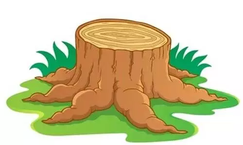 കൊച്ചി-ധനുഷ്​കോടി ദേശീയപാത; മ​രം മു​റി​ച്ചി​ല്ല; ഡി.​എ​ഫ്.​ഒ​യെ ര​ക്ഷി​ച്ച് ക​ല​ക്ട​ർ