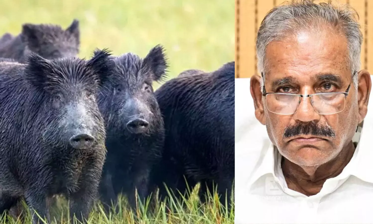 കാട്ടുപന്നി ശല്യം പരിഹരിക്കാൻ പ്രത്യേക സ്‌ക്വാഡുകള്‍ രൂപവൽക്കരിക്കും- എ.കെ. ശശീന്ദ്രന്‍