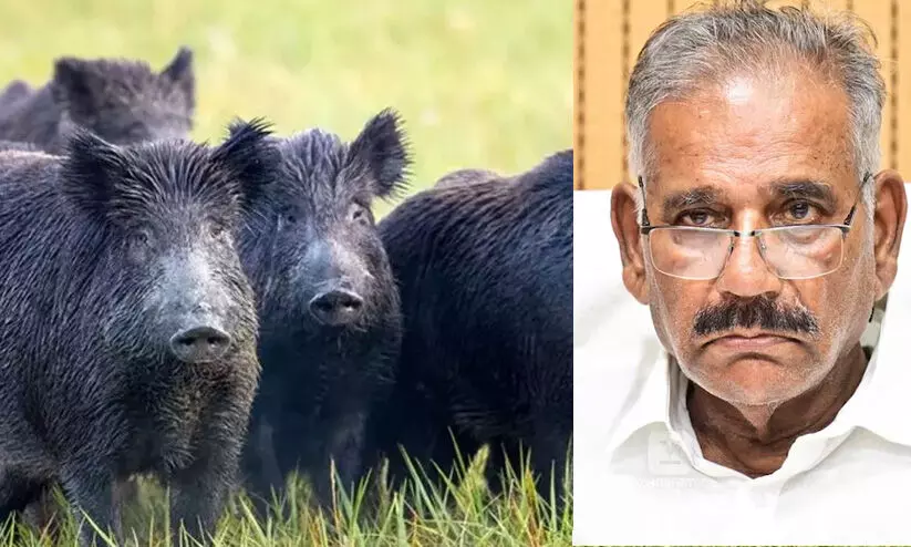 കാട്ടുപന്നി ശല്യം പരിഹരിക്കാൻ പ്രത്യേക സ്‌ക്വാഡുകള്‍ രൂപവൽക്കരിക്കും- എ.കെ. ശശീന്ദ്രന്‍