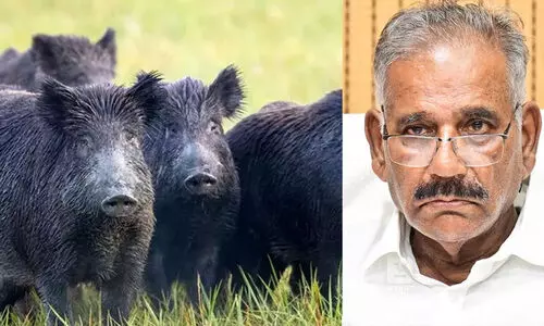കാട്ടുപന്നി ശല്യം പരിഹരിക്കാൻ പ്രത്യേക സ്‌ക്വാഡുകള്‍ രൂപവൽക്കരിക്കും- എ.കെ. ശശീന്ദ്രന്‍
