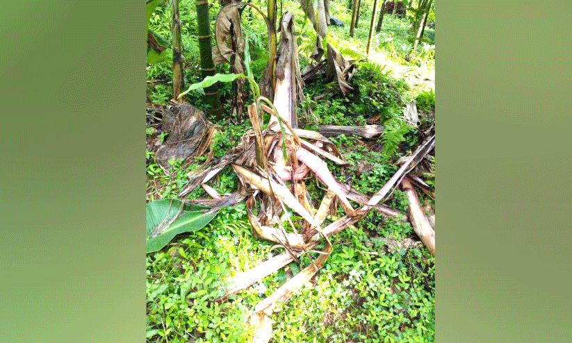 ആനക്കലിയിൽ പൊറുതിമുട്ടി കച്ചേരിക്കടവ് ആനക്കലിയിൽ പൊറുതിമുട്ടി കച്ചേരിക്കടവ്