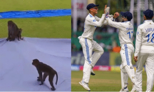 കു​ര​ങ്ങ​ന്മാ​ർ സ്റ്റേ​ഡി​യ​ത്തി​ൽ; തു​ര​ത്താ​ൻ ല​ങ്കൂ​റു​ക​ളെ​യി​റ​ക്കി