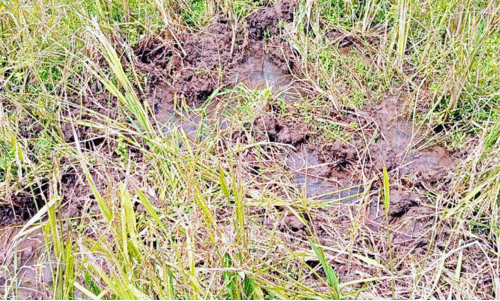 നെ​ൽ​കൃ​ഷി ന​ശി​പ്പി​ച്ച് കാട്ടുപന്നികൾ; കർഷകർക്ക് കണ്ണീർക്കൊയ്ത്ത്