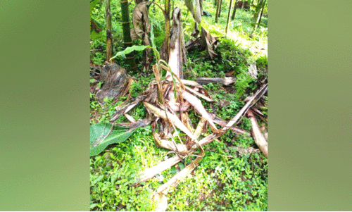 ആനക്കലിയിൽ പൊറുതിമുട്ടി കച്ചേരിക്കടവ്