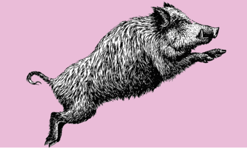 കാട്ടുപന്നിശല്യം രൂക്ഷം; ചടയമംഗലത്ത് ജനം ഭീതിയിൽ