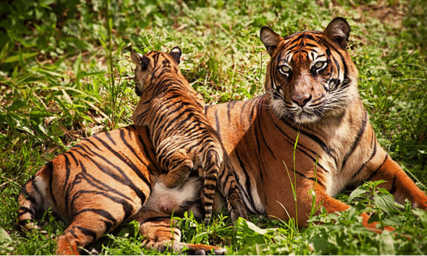 കാടിന്റെ ശബ്ദം