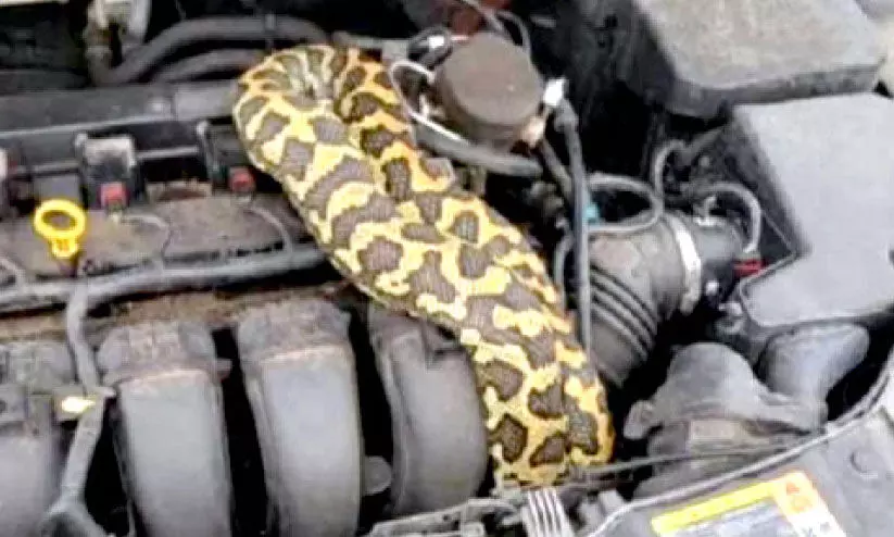 Python in the bonnet of car