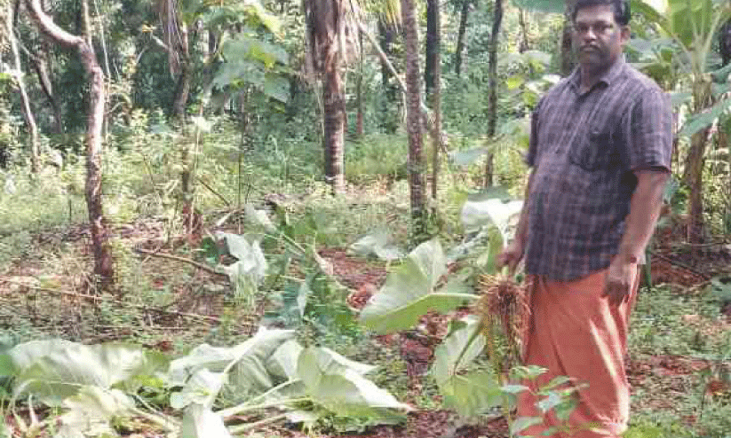 പു​ലി​ഭീ​ഷ​ണി​ക്കി​ടെ കാ​ട്ടു​പ​ന്നി ആ​ക്ര​മ​ണ​വും