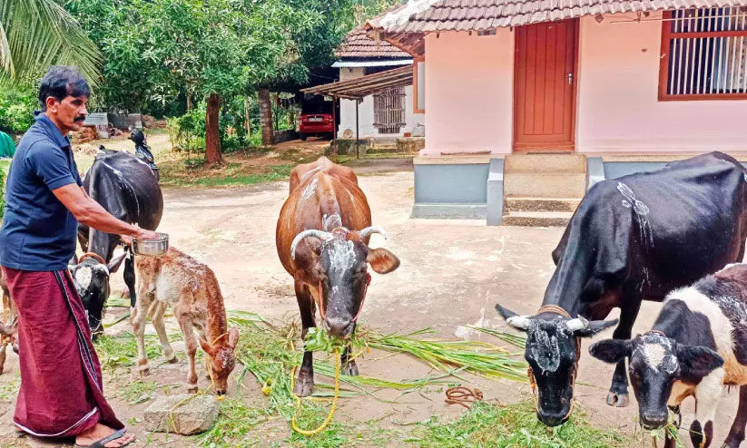 ayilyam makam festival ayilyam makam festival